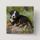 Search for bernese mountain dog stuff badges Canine
