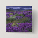 Search for purple flower badges Foliage