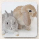 Search for dwarf coasters Horizontal