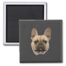 Search for french bulldog magnets puppy
