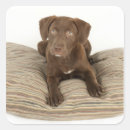 Search for chocolate lab puppy stickers Animal