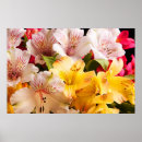 Search for alstroemeria art Peruvian lily