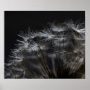 Search for black and white dandelion art Photography