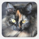Search for siberian cat stickers Animal