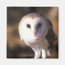 Search for landing magnets Wildlife