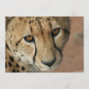 Search for cheetah cat invitations Zoo