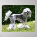 Search for chinese crested powderpuff Puppy