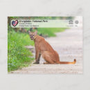 Search for panthers postcards Usa