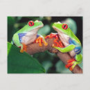 Search for treefrogs postcards Nicaragua