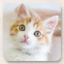 Search for adopt barware Kitten