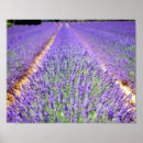 Search for aromatherapy posters Floral