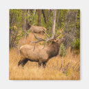 Search for cathy magnets Colorado