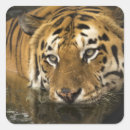 Search for bengal tiger stickers Jungle
