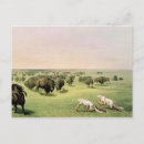 Search for native bison buffalo postcards Indian