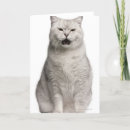 Search for british shorthair cards Cute cats