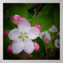 Search for apple tree art Leaves