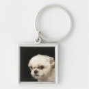 Search for shih tzu key rings Photography