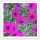 Search for petunia stickers Photography