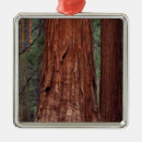 Search for yosemite national park christmas tree decorations Sequoia