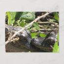Search for alligators postcards Reptile