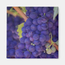 Search for grape magnets Harvest