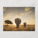 Search for elephant calf postcards Safari