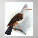 Search for hoopoe posters Animal