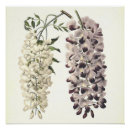 Search for isolated art Botanical