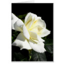 Search for tea rose cards White