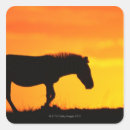 Search for savanna stickers Nature
