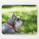 Search for a laying mousepads Domestic animals