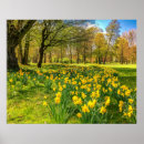 Search for daffodil bulbs posters Flowers