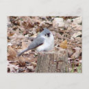 Search for titmouse postcards Animal