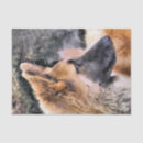 Search for german shepherd tissue paper Gsd