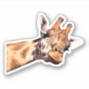 Search for funny giraffe stickers Zoo