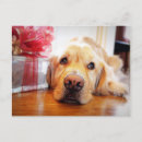 Search for looking away postcards Dog