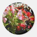 Search for begonia magnets White