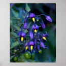 Search for nightshade Plant