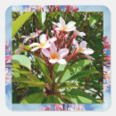 Search for pink frangipani stickers Flower