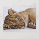 Search for lion cub postcards Looking at camera