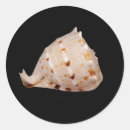 Search for sea shell stickers Marine