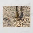 Search for damselfly postcards Wildlife
