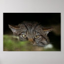 Search for wildcat art Kitten