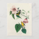 Search for warbler postcards John james audubon