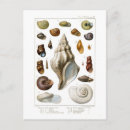 Search for wildlife art postcards Vintage