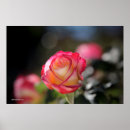 Search for hybrid tea rose posters Unique flowers