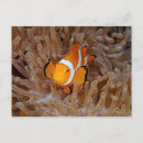 Search for clownfish postcards Coral reef