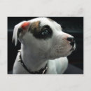 Search for apbt postcards Dog