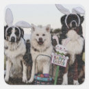 Search for australian shepherd stickers Pet