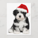 Search for havanese christmas cards Camera